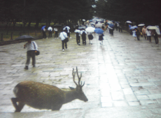 奈良公園