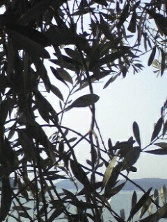 olive